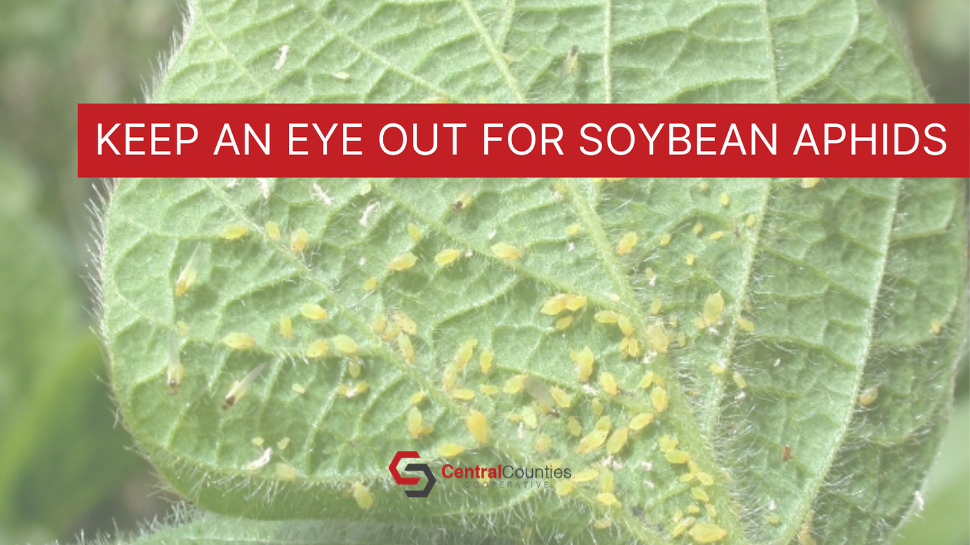 Keep An Eye Out For Soybean Aphids Central Counties Co Op