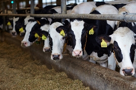 Download Dairy Management Heifer Care Countryside Feed