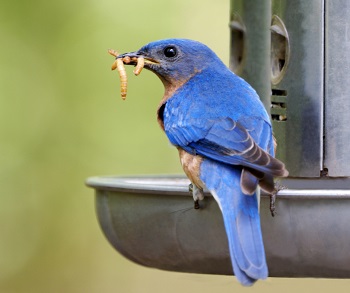 will bluebirds eat dried mealworms