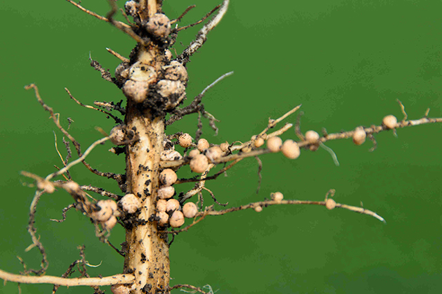 Nodules on plant root