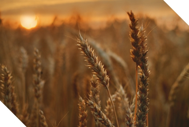 Sustainable Wheat