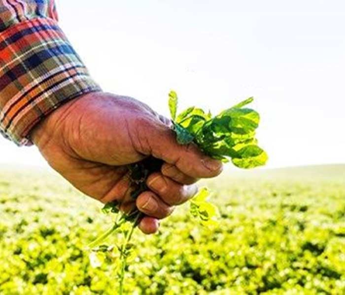 Alfalfa in Hand