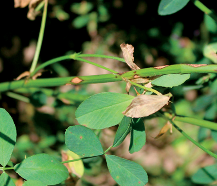 Anthracnose Lesions on Alfalfa