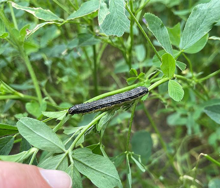 Armyworm