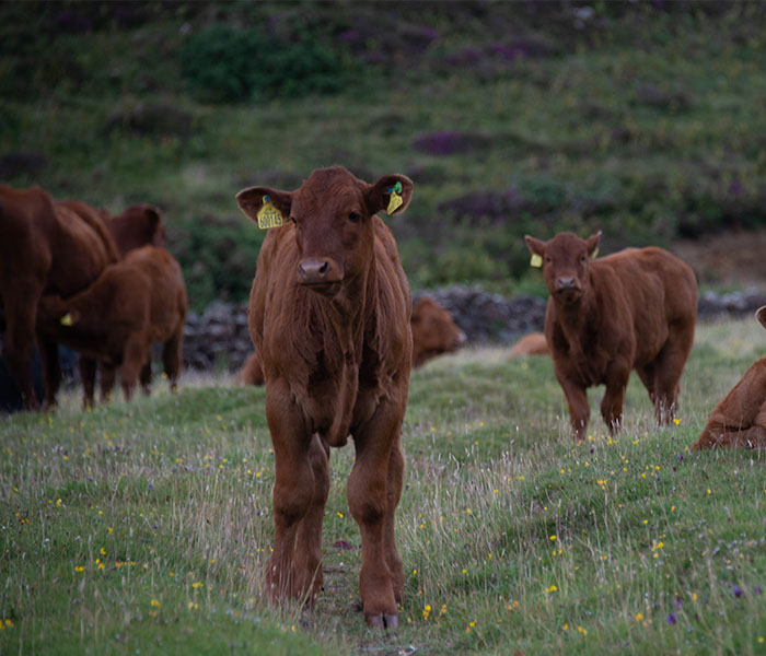 Beef Calf