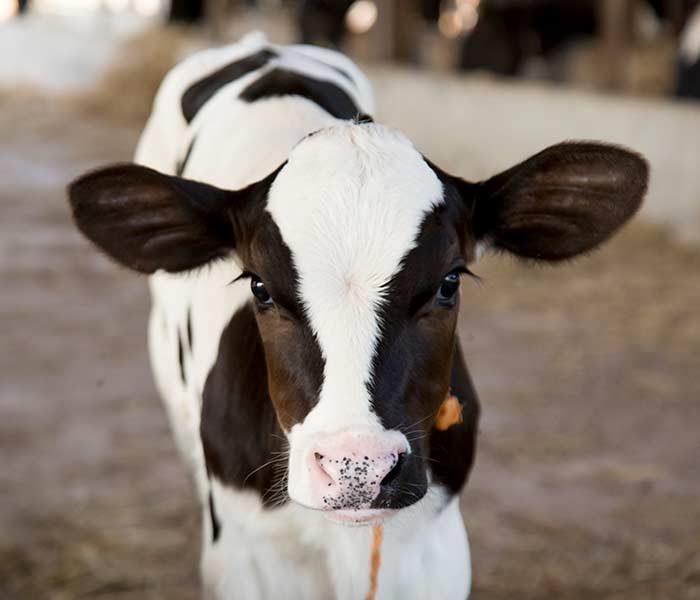 Dairy calf