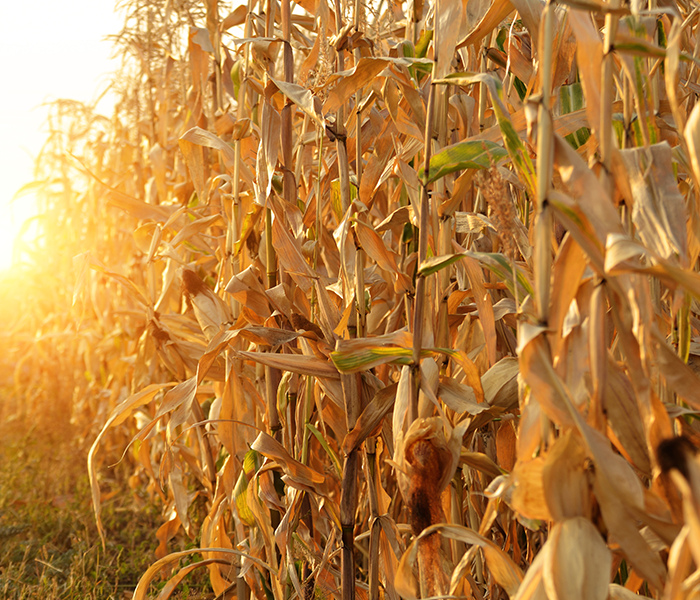 Corn at harvest