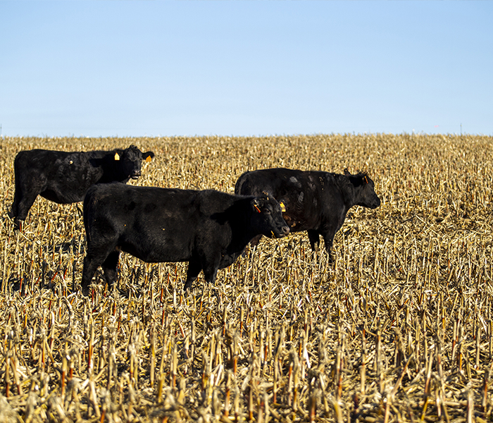 cattle in harvested field