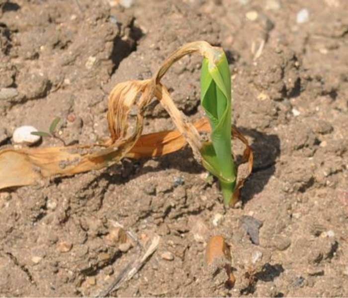 Frost Damaged Corn