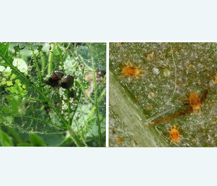 Insects on plants