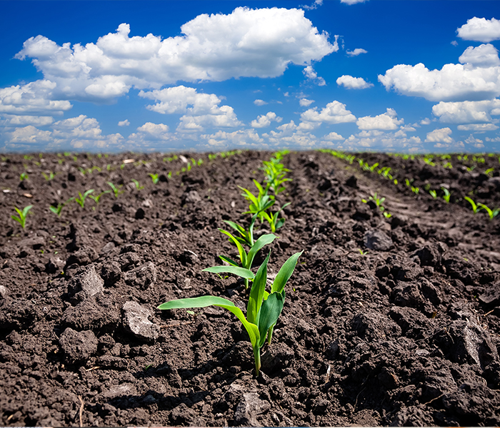 Emerging Corn Plant