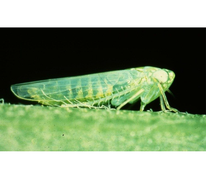 Potato leaf hopper