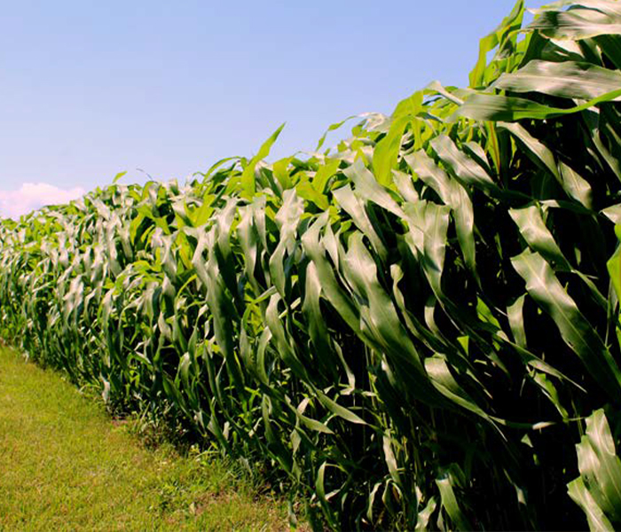 Forage Sorghum