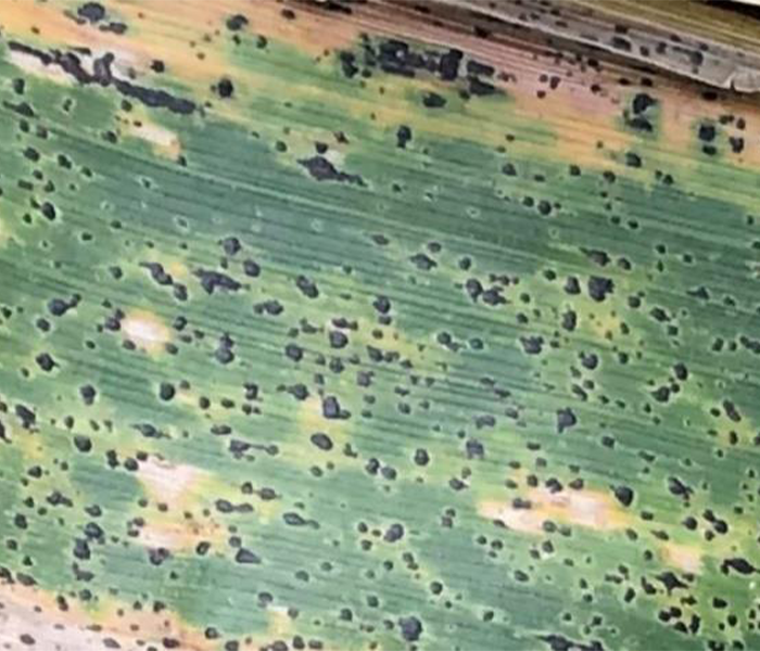 Tar spots on a corn leaf