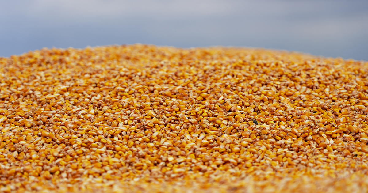 corn feed mill